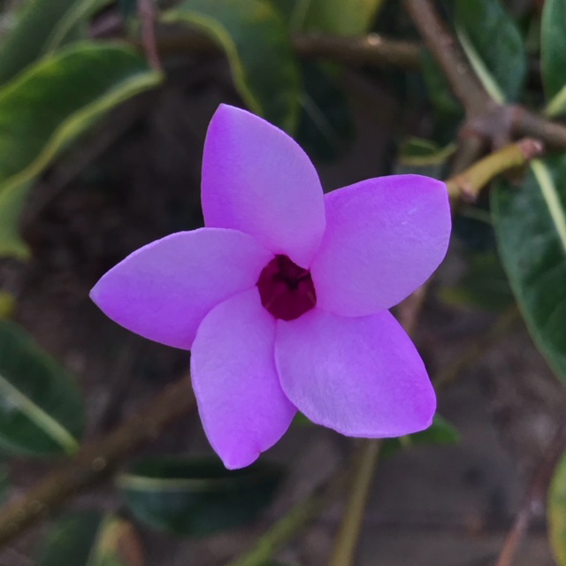 Caribbean Flowering Plants Plant