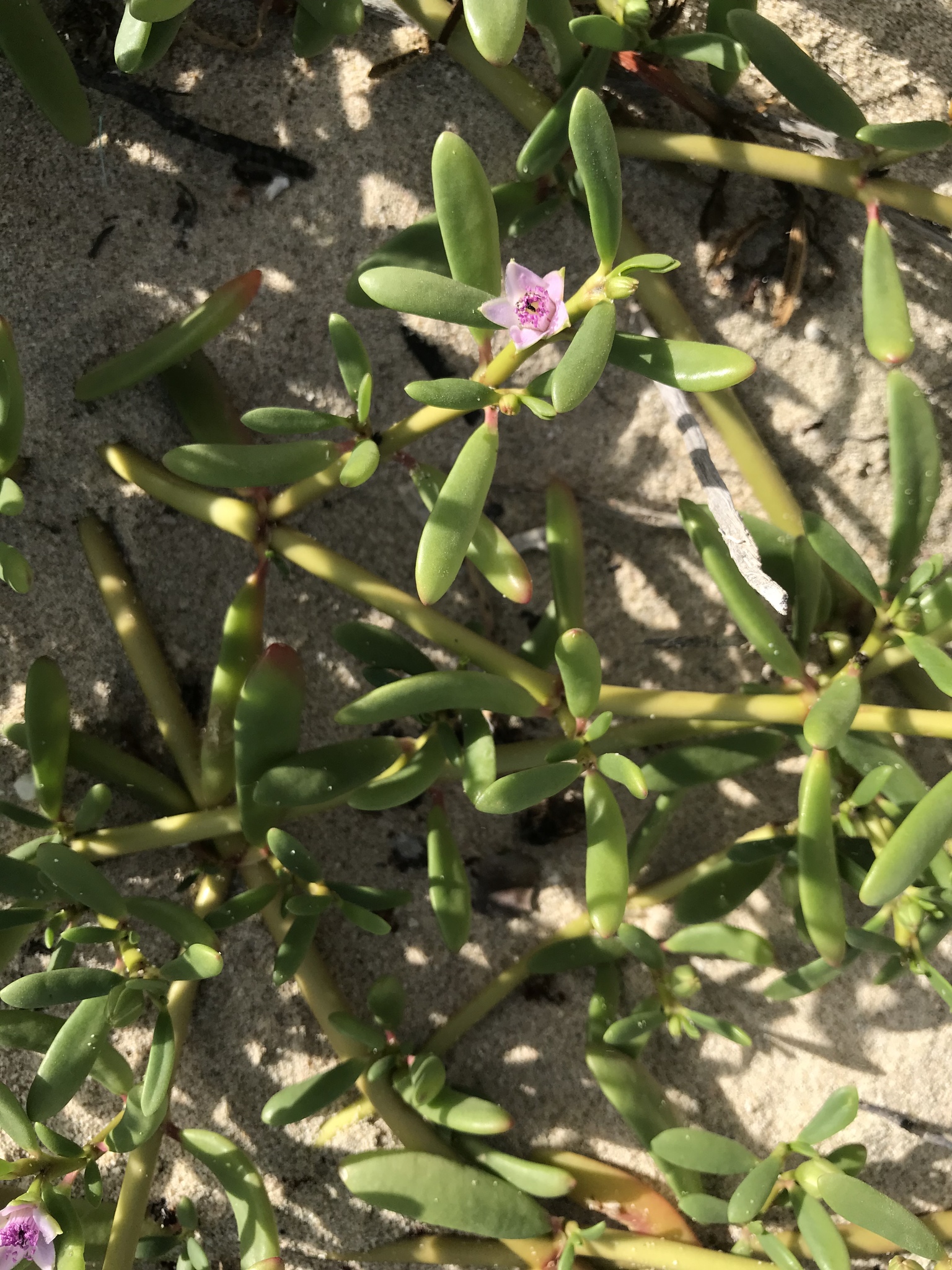 A Guide to Caribbean Seashore Plants in SXM - Green SXM