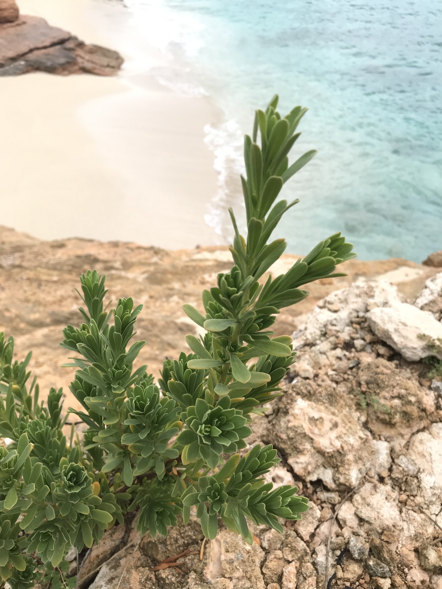 A Guide to Caribbean Seashore Plants in SXM - Green SXM