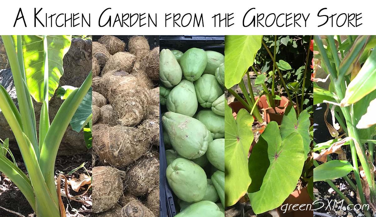 A Kitchen Garden from the Grocery Store - Green SXM